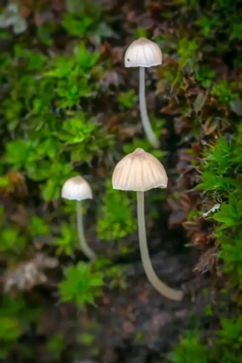 Lampe Champignon Design Verre